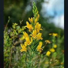 Image result for Genista tinctoria