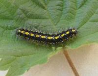 Attēlu rezultāti vaicājumam “Callimorpha dominula larva”