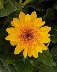 Attēlu rezultāti vaicājumam “Helianthus annuus flower”