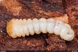 Attēlu rezultāti vaicājumam “Tetropium fuscum”