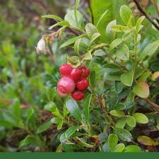 Attēlu rezultāti vaicājumam “Arctostaphylos uva-ursi leaf”