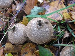 Attēlu rezultāti vaicājumam “Calvatia excipuliformis”