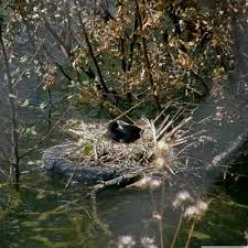 Attēlu rezultāti vaicājumam “Crex crex nest”