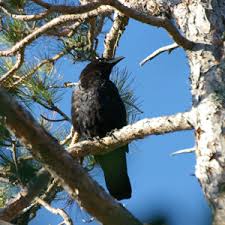 Attēlu rezultāti vaicājumam “Corvidae”