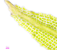 Attēlu rezultāti vaicājumam “Saelania glaucescens”