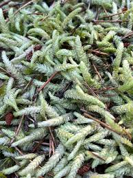 Attēlu rezultāti vaicājumam “Plagiothecium undulatum”