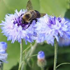 Image result for Centaurea cyanus