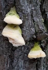 Attēlu rezultāti vaicājumam “Diplomitoporus flavescens”