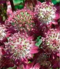 Attēlu rezultāti vaicājumam “Astrantia major flower”