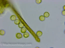 Attēlu rezultāti vaicājumam “Hemitrichia sordivesiculosa sessile”