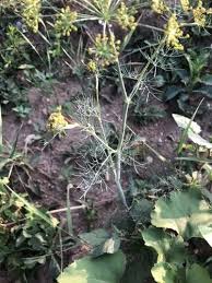 Attēlu rezultāti vaicājumam “Anethum graveolens flower”