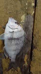 Image result for Stenotomus chrysops