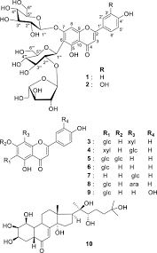 Attēlu rezultāti vaicājumam “Silene wolgensis”