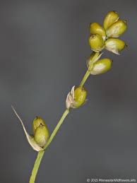 Attēlu rezultāti vaicājumam “Carex disperma”