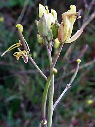 Attēlu rezultāti vaicājumam “Diplotaxis tenuifolia bud”