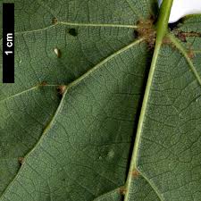 Attēlu rezultāti vaicājumam “Tilia cordata leaf”