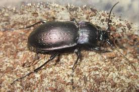 Attēlu rezultāti vaicājumam “Carabus nemoralis”