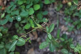 Attēlu rezultāti vaicājumam “Cribraria violacea stalked”