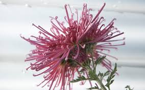 Image result for Chrysanthemum sebatense
