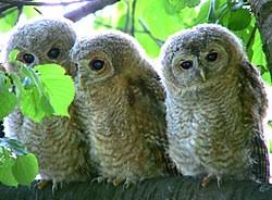 Attēlu rezultāti vaicājumam “Strix aluco female”