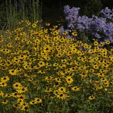 Image result for Rudbeckia fulgida