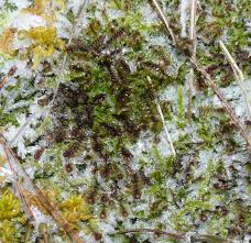 Attēlu rezultāti vaicājumam “Scapania undulata”