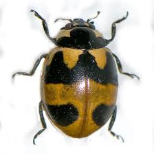 Attēlu rezultāti vaicājumam “Coccinella hieroglyphica”