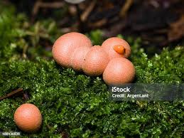 Attēlu rezultāti vaicājumam “Lycogala exiguum aggr. sessile”