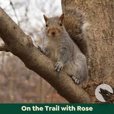 Attēlu rezultāti vaicājumam “Rodentia”