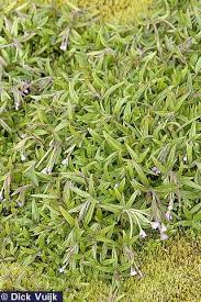 Attēlu rezultāti vaicājumam “Epilobium palustre”