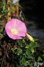 Attēlu rezultāti vaicājumam “Calystegia inflata flower”