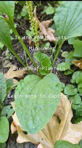 Attēlu rezultāti vaicājumam “Plantago media bud”