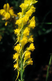 Attēlu rezultāti vaicājumam “Linaria loeselii flower”