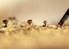 Attēlu rezultāti vaicājumam “Calicium salicinum”