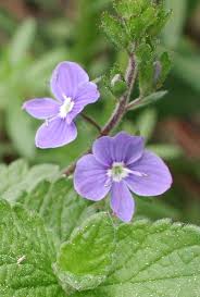 Attēlu rezultāti vaicājumam “Veronica filiformis flower”