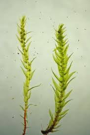 Attēlu rezultāti vaicājumam “Pohlia annotina”