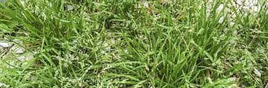 Attēlu rezultāti vaicājumam “Poa remota bud”