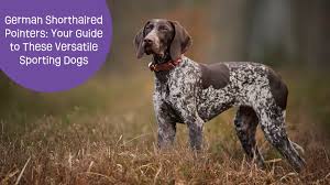 Image result for Pointers