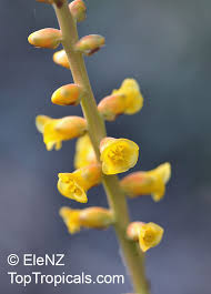 Attēlu rezultāti vaicājumam “Diachea sp.”