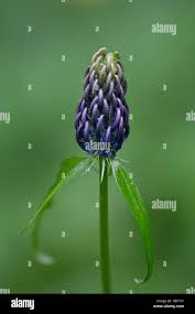 Attēlu rezultāti vaicājumam “Phyteuma spicatum flower”