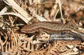 Attēlu rezultāti vaicājumam “Lacerta vivipara female”