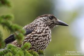 Attēlu rezultāti vaicājumam “Nucifraga caryocatactes adult”