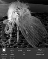 Attēlu rezultāti vaicājumam “Psychodidae”