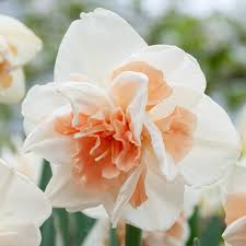 Attēlu rezultāti vaicājumam “Narcissus flower”