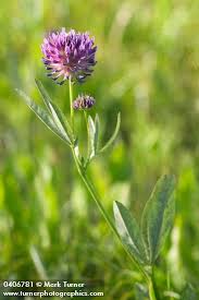 Attēlu rezultāti vaicājumam “Trifolium spadiceum flower”