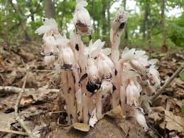 Attēlu rezultāti vaicājumam “Monotropa hypopitys fruit”