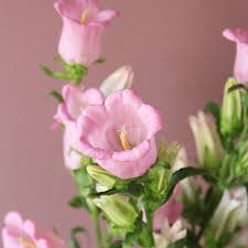 Image result for Marienglockenblumen