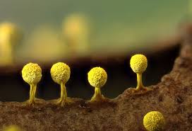 Attēlu rezultāti vaicājumam “Craterium aureum”