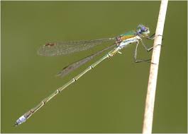 Attēlu rezultāti vaicājumam “Lestes virens”