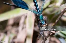 Attēlu rezultāti vaicājumam “Calopterygidae”